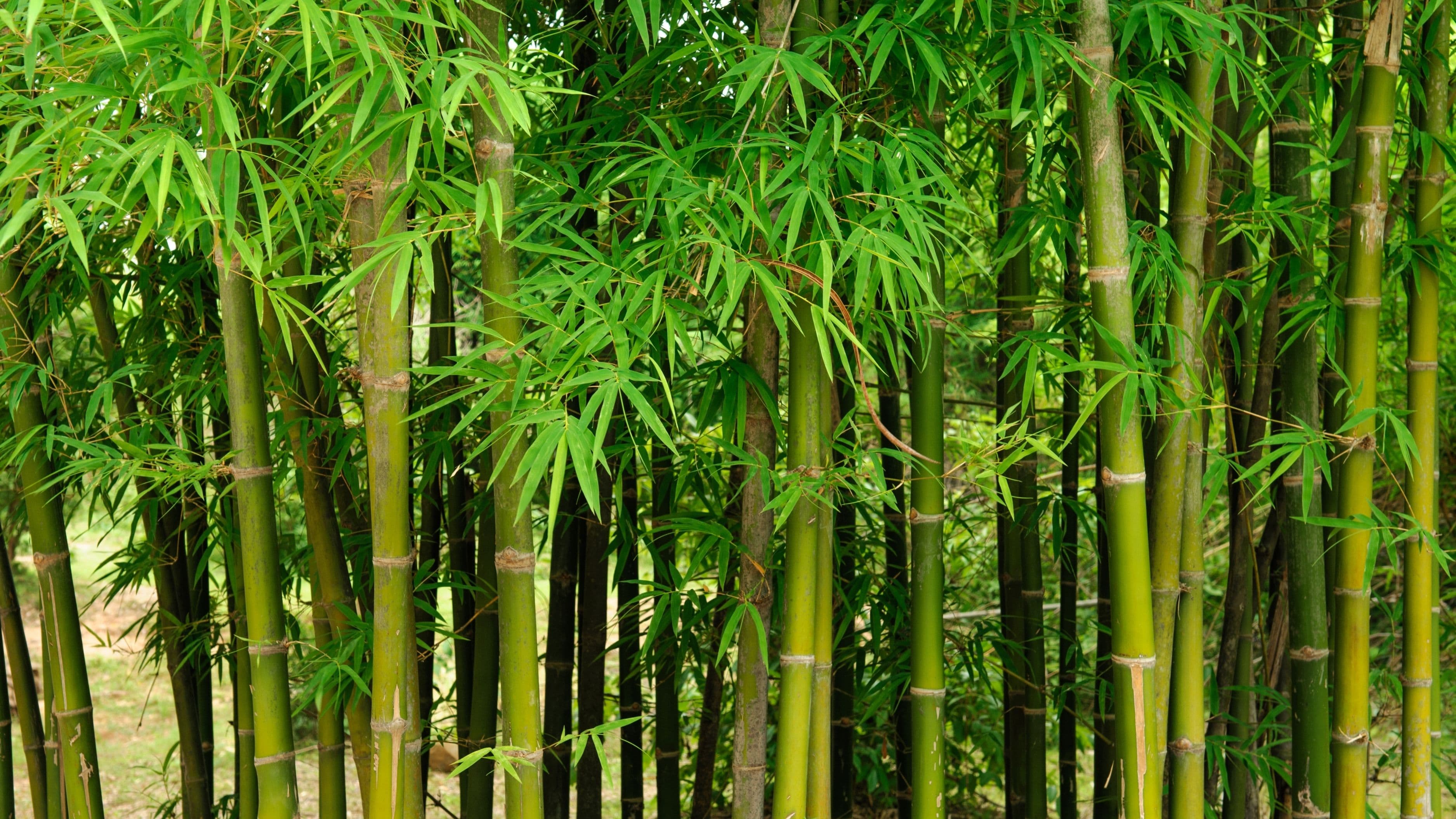 Is Bamboo Flooring Actually Sustainable? What the Labels Don't Tell You